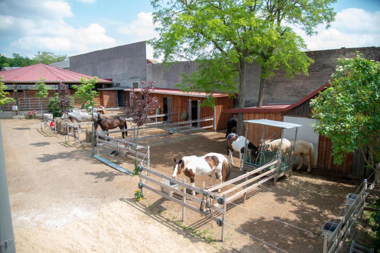 Ranchzimmer Am Hippo-Campus Reit- Und Therapiezentrum Deutsch Haslau Exterior foto